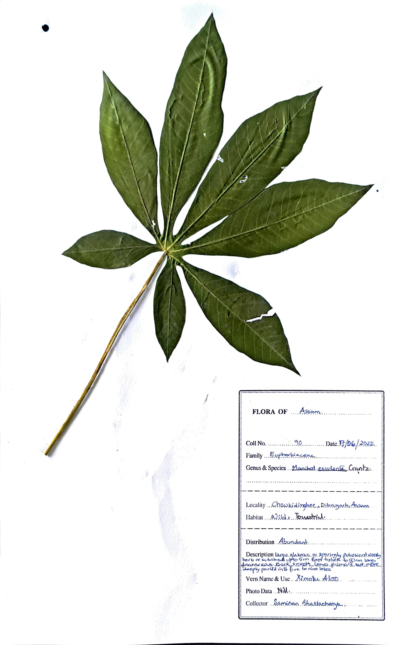 Ximolu aloo (Ass.) (Herbarium)